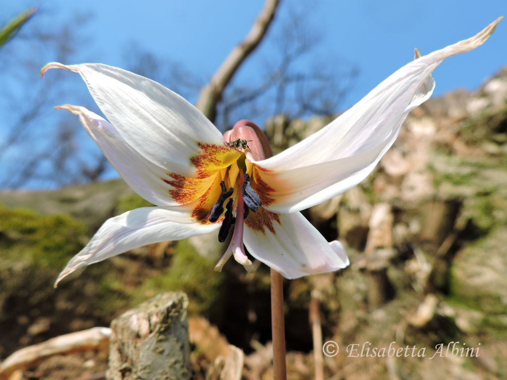 Erythronium dens canis